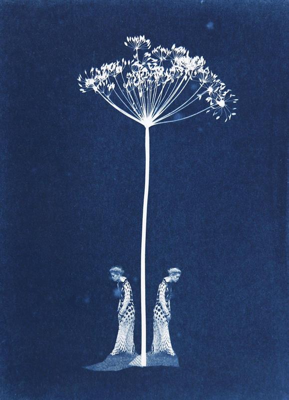 How To Make Beautiful Cyanotypes - Garden Moxie